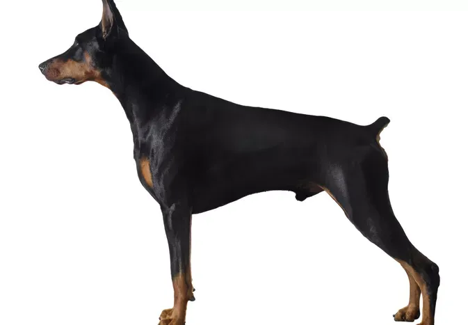 Can You Dock the Tail of an Adult Dog?