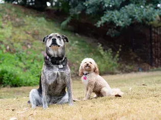 7 Reasons Why Two Dogs Are Better Than One