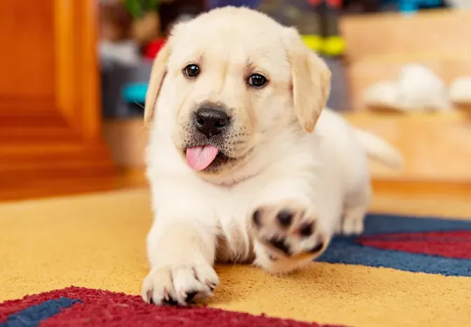 The Best Ways to Soften Your Dog's Paws