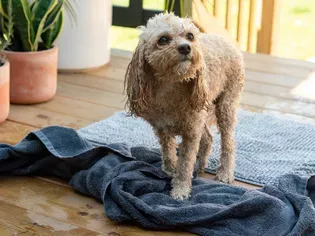How to Bathe Your Dog