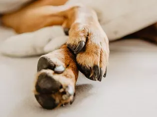 Nail Problems in Dogs