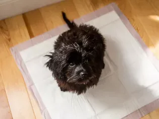 How to Train Your Puppy to Go on Potty Pads