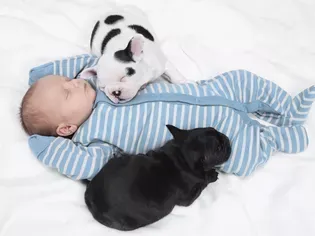 Puppy and Baby Introductions