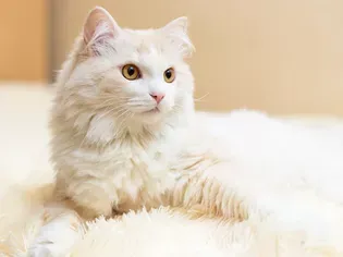 Turkish Angora: Cat Breed Profile, Characteristics & Care