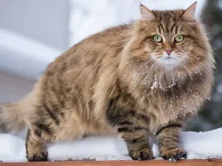 Siberian Cat: Breed Profile, Characteristics, & Care