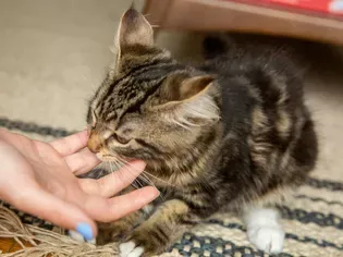 How to Stop Kittens From Scratching and Biting