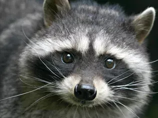 Should You Keep a Raccoon as a Pet?