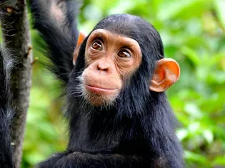 Should You Keep a Chimpanzee as a Pet?