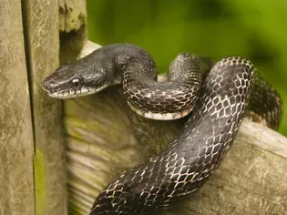 Black Rat Snake: Species Profile