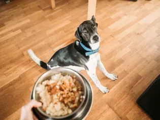 Freshpet vs. The Farmer’s Dog: Which Fresh Dog Food Service Has the Upper Paw?