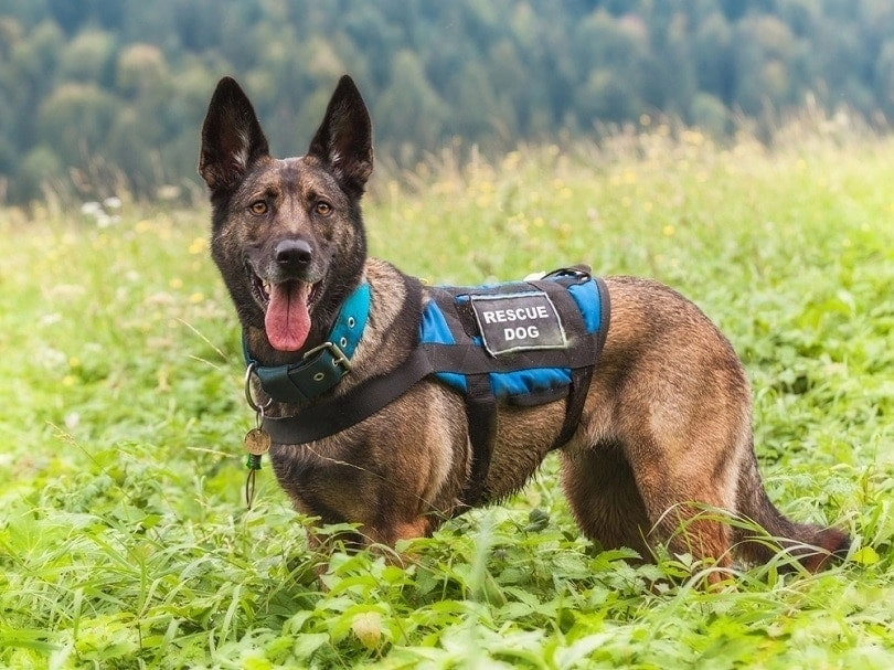 All About Search and Rescue Dogs